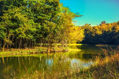 Orman nehir sahne doğa arka plan