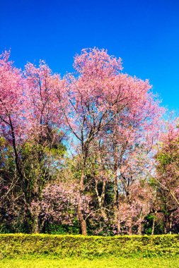 Kiraz çiçeği ağaçlar sahne ve mavi gökyüzü arka plan