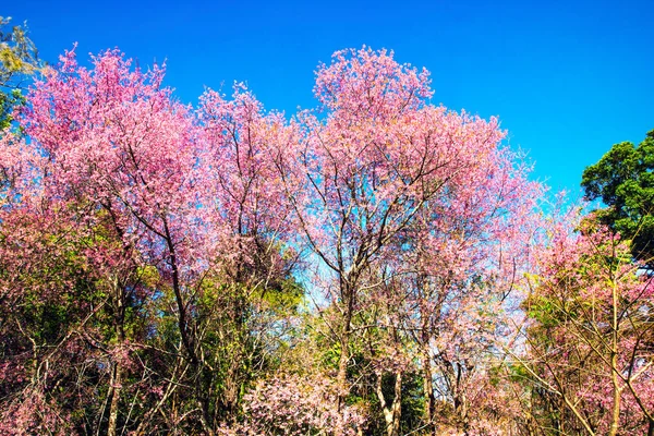 Belle vue cerisiers fleurs scène nature arrière-plan — Photo