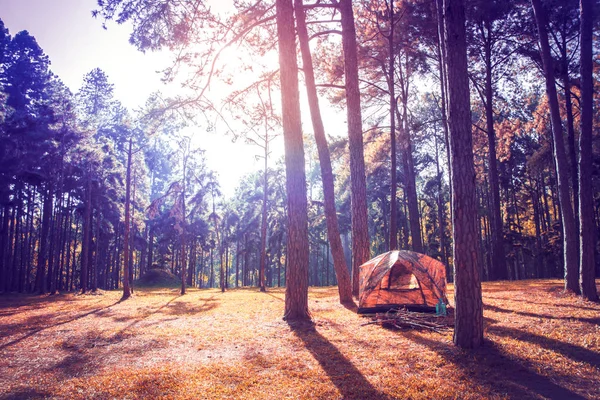 Hermosa vista pinos bosque en Bo kaeo pinos naturaleza l — Foto de Stock