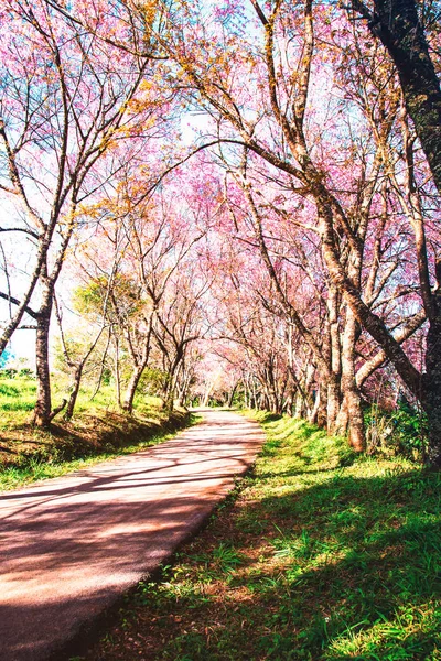 Kleurrijke kersenbloesem bomen scène natuur achtergrond — Stockfoto