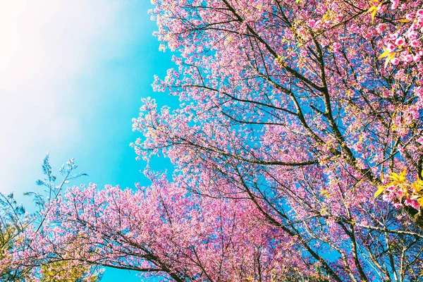 I blommande körsbärsblommor över blå himmel natur bakgrund — Stockfoto