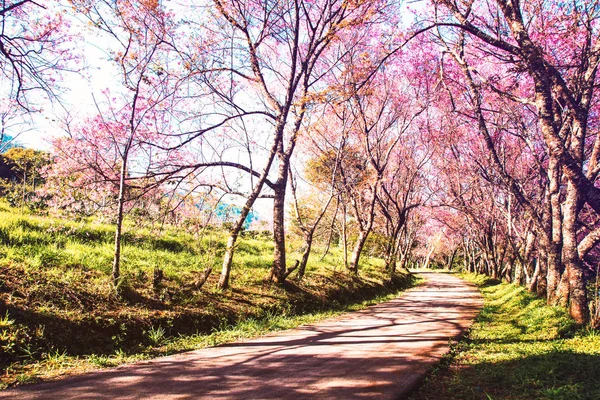 벚꽃 꽃 자연 배경 — 스톡 사진