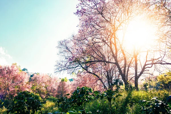 Cerezo flor árboles escena y azul cielo naturaleza fondo —  Fotos de Stock