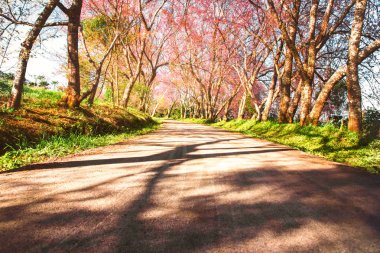 Çiçekleri kiraz çiçeği ağaçlar doğa arka plan için yol