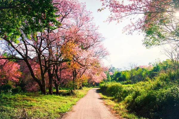 Prachtige kersenbloesem bomen in bloei in de natuur — Stockfoto