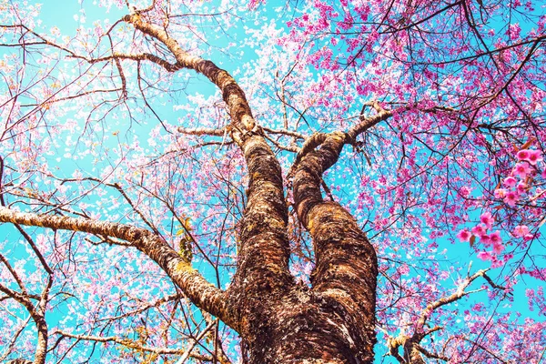 De achtergrond van de aard van het boom van de kersenbloesem van mooie weergave — Stockfoto