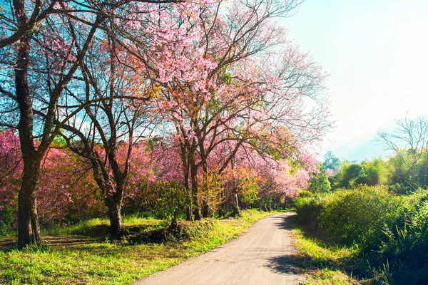 Flor de cerejeira em flor natureza paisagem fundo — Fotografia de Stock