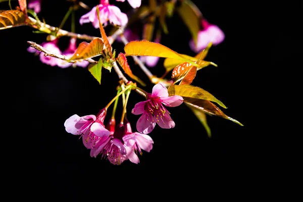 Fleur de cerisier sur fond noir — Photo