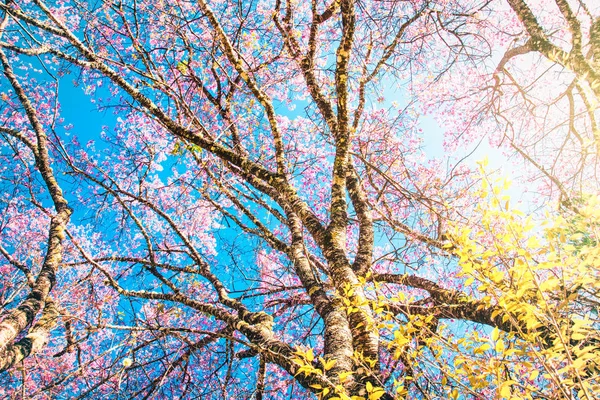 Vue sur l'arbre fleur de cerisier avec la lumière du soleil scène nature fond — Photo