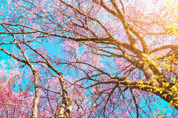 Belle vue arbre de fleur de cerisier avec lever de soleil nature backgroun — Photo