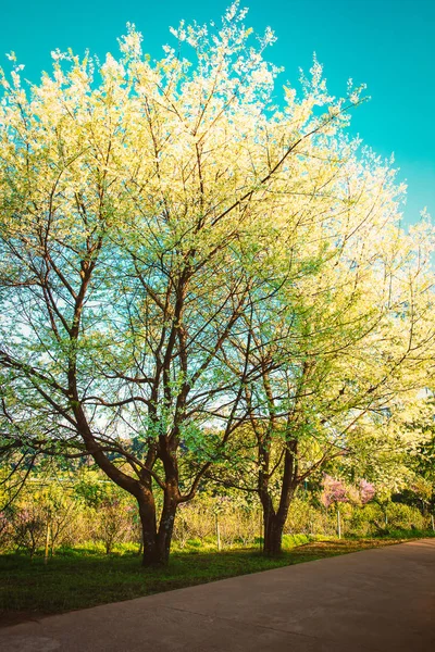 Witte kersenbloesem boom in bloei natuur achtergrond — Stockfoto