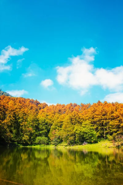 Bosque canal escena sobre azul cielo naturaleza fondo —  Fotos de Stock