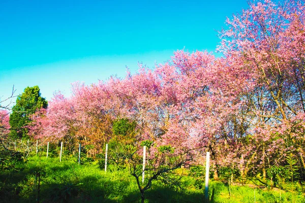 Kiraz ağaçları çiçek açan çiçekler doğa manzara arka planda — Stok fotoğraf