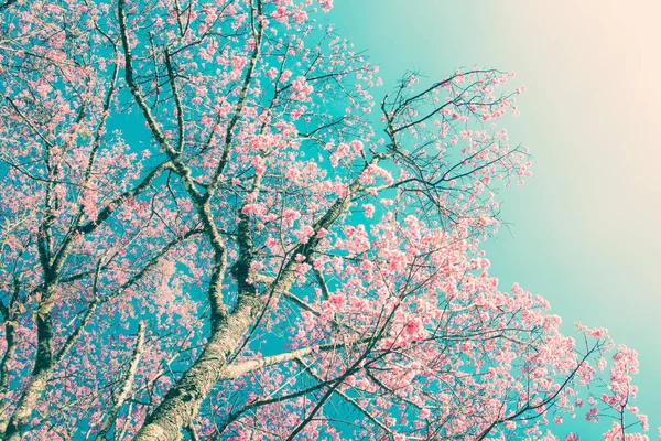 Flores de flor de cerezo en estilo vintage fondo de la naturaleza —  Fotos de Stock