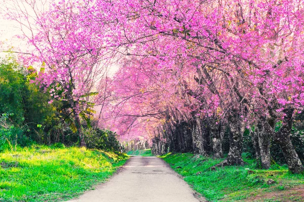 Roze kersenbloesem scène en traject natuur achtergrond — Stockfoto