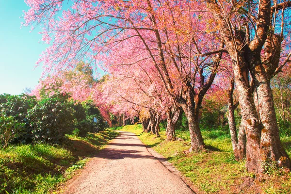 Em uma linha árvores de flor de cerejeira e caminho paisagem natureza backg — Fotografia de Stock