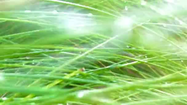 Abstraction Vert Feuille Mouvement Scène Vidéo Nature Milieux — Video