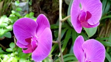 Mor orkide çiçek açan sahne doğa manzarası arka planı