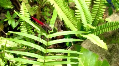 Yeşil yaprak üzerinde uçan ejderha yakın plan doğa manzarası