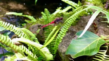 Yeşil yapraklı doğa manzarasında yusufçuk sineğini kapat