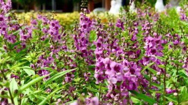 Bahçenin arka planında açan güzel mor çiçekler.