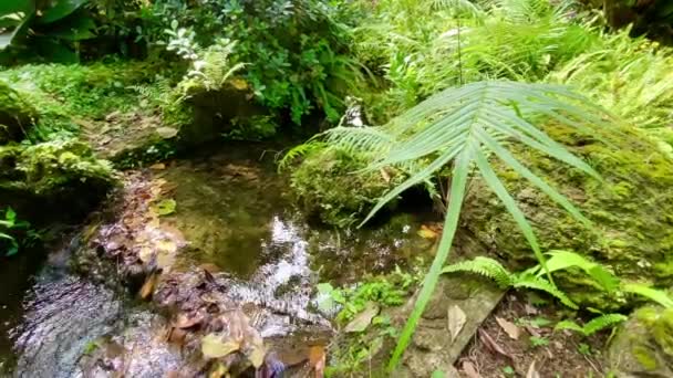 Hoja Verde Arroyo Naturaleza Paisaje Fondos — Vídeo de stock