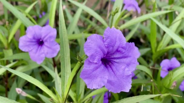 Hermosa Flor Púrpura Floreciente Naturaleza Paisajes Fondos — Vídeos de Stock