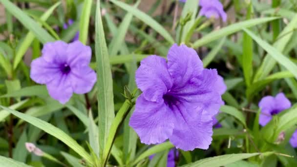 Bellissimo Fiore Viola Fioritura Sfondi Paesaggio Naturale — Video Stock