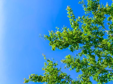 Green leaf over blue sky nature wallpaper backgrounds