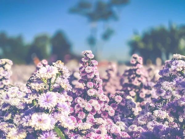 Vackra Natur Blommor Blommande Krysantemum Växt Och Natur Tapet Bakgrund — Stockfoto