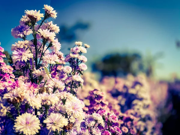 Nahaufnahme Blumen Voller Blühender Chrysanthemen Jahreszeit Natur Tapeten Hintergründe — Stockfoto