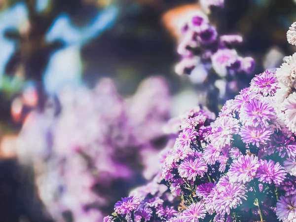 Magnifiques Chrysanthèmes Fleurissent Dans Jardin Nature Fonds Papier Peint — Photo