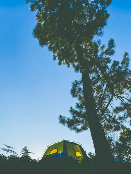 Toeristische Tent Pijnbomen Scène Donker Behang Natuur Achtergronden — Stockfoto
