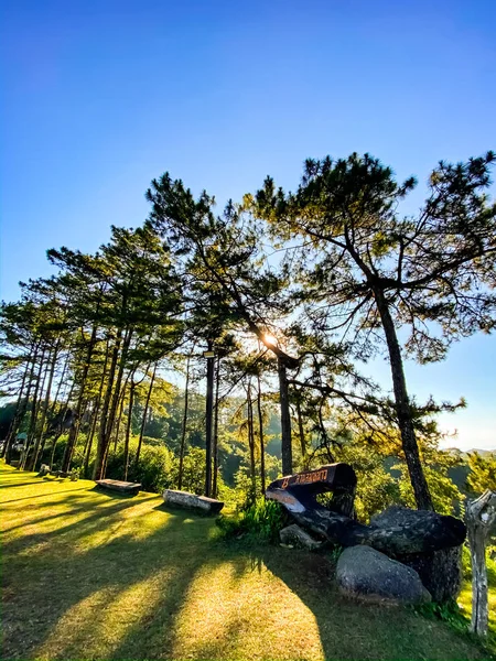 Pinos Colina Naturaleza Fondos Pantalla — Foto de Stock