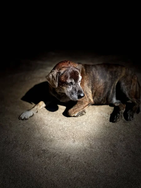 Cães Deitados Chão Animal Cena Escura Fundos Papel Parede — Fotografia de Stock