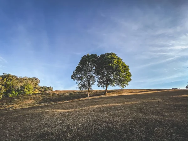 Prachtig Uitzicht Bomen Heuvel Natuur Behang Achtergronden — Stockfoto