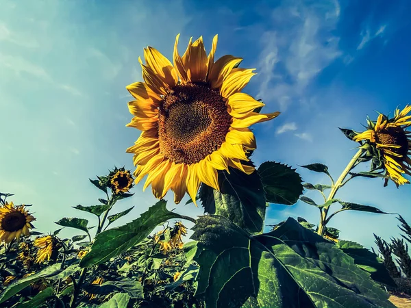 Close Sun Flowers Full Bloom Blue Sky Nature Wallpaper Backgrounds — Stockfoto