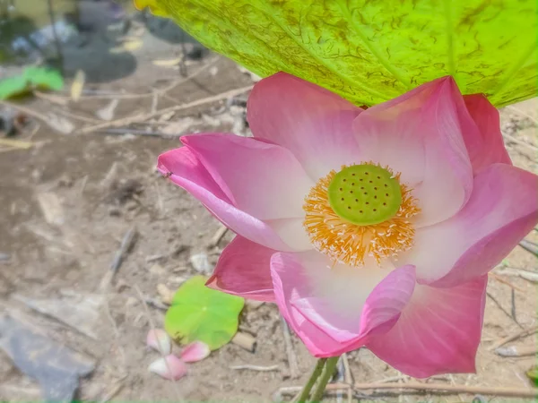 Lotus Bloemen Volle Bloei Natuur Scene Behang Achtergronden — Stockfoto