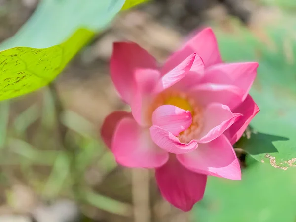 Cerca Flores Loto Rosa Florecimiento Completo Naturaleza Fondos Pantalla —  Fotos de Stock