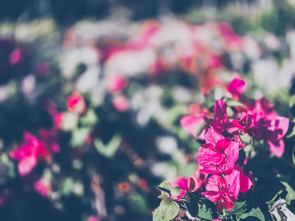 Gyönyörű Kilátás Színek Virágok Teljes Virágzó Természet Tapéta Hátterek — Stock Fotó