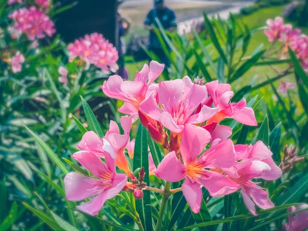 Beautiful Pink Flowers Full Bloom Scene Nature Flora Backgrounds — Stok fotoğraf
