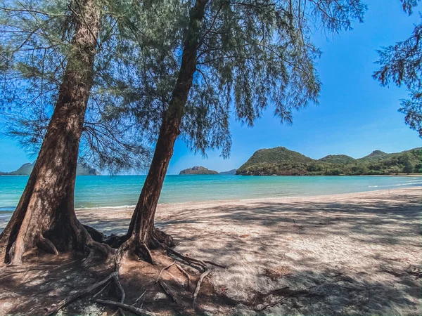 Kiefern Und Blauer Himmel Tropische Insel Natur Meereslandschaft Hintergründe — Stockfoto