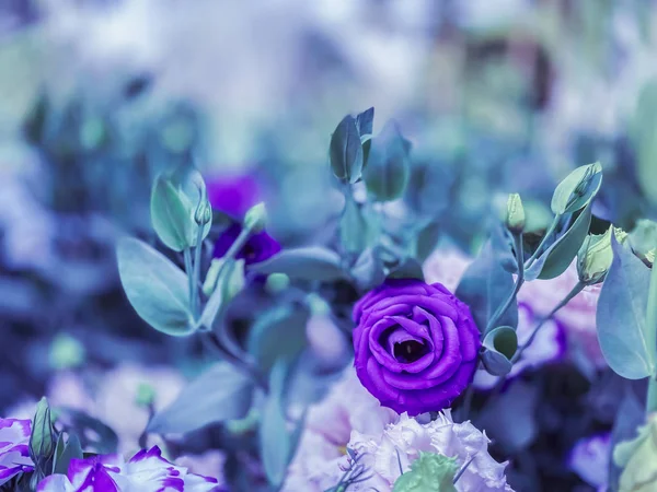 Belles Fleurs Lisianthus Violet Fleurissant Dans Jardin Nature Fond Écran — Photo