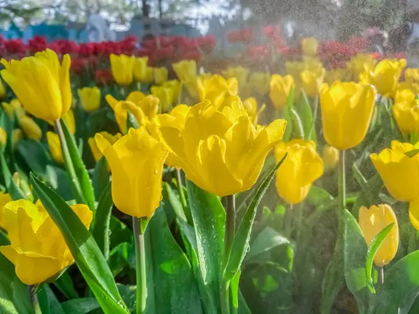 Mooie Tulpen Bloeiende Bloemen Natuur Behang Achtergronden — Stockfoto