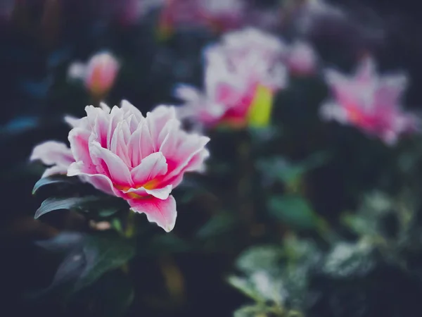 Cerca Flores Lirio Florecimiento Naturaleza Fondos Pantalla —  Fotos de Stock