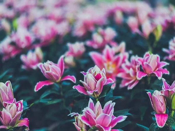 Güzel Manzara Pembe Zambak Çiçekleri Çiçek Açmış Doğa Duvar Kağıtları — Stok fotoğraf
