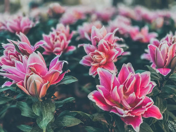 Close Roze Lelie Bloemen Bloei Natuur Behang Achtergronden — Stockfoto