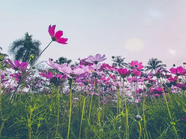 Cosmos Bloem Bloeien Tuin Plant Natuur Behang Achtergronden — Stockfoto