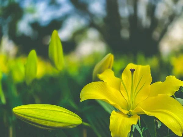 Fraîcheur Fleurs Lys Jaunes Fleurs Plantes Fonds Écran Nature — Photo